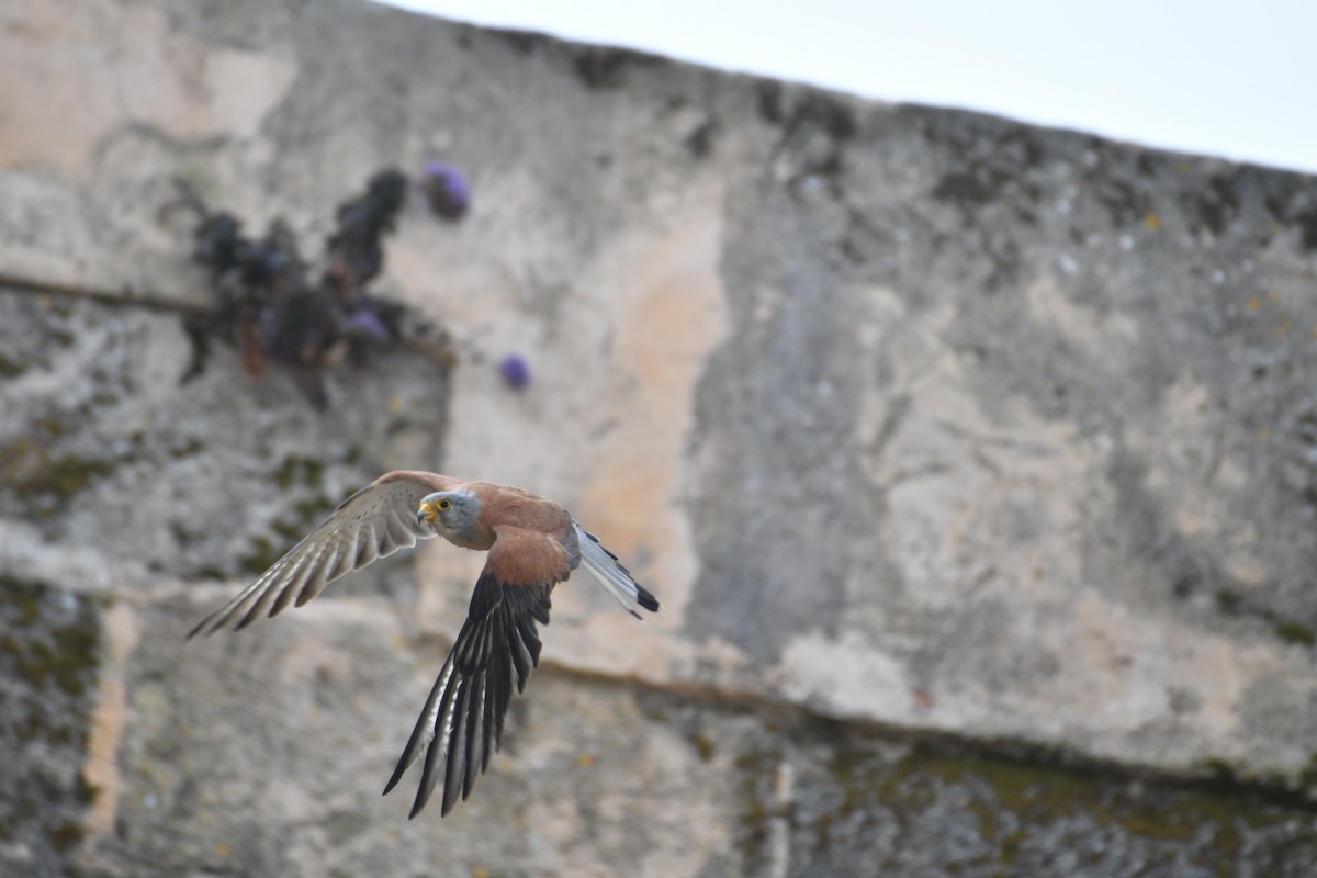 Lesser Kestrel - ML620601666