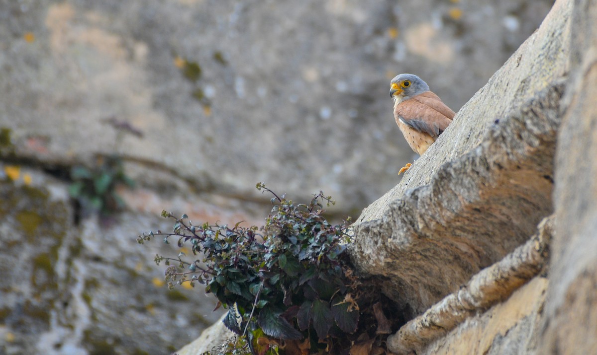 Lesser Kestrel - ML620601667