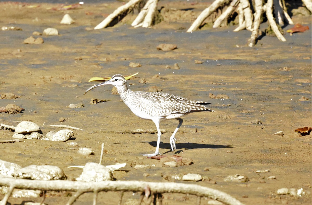 Whimbrel - ML620601671