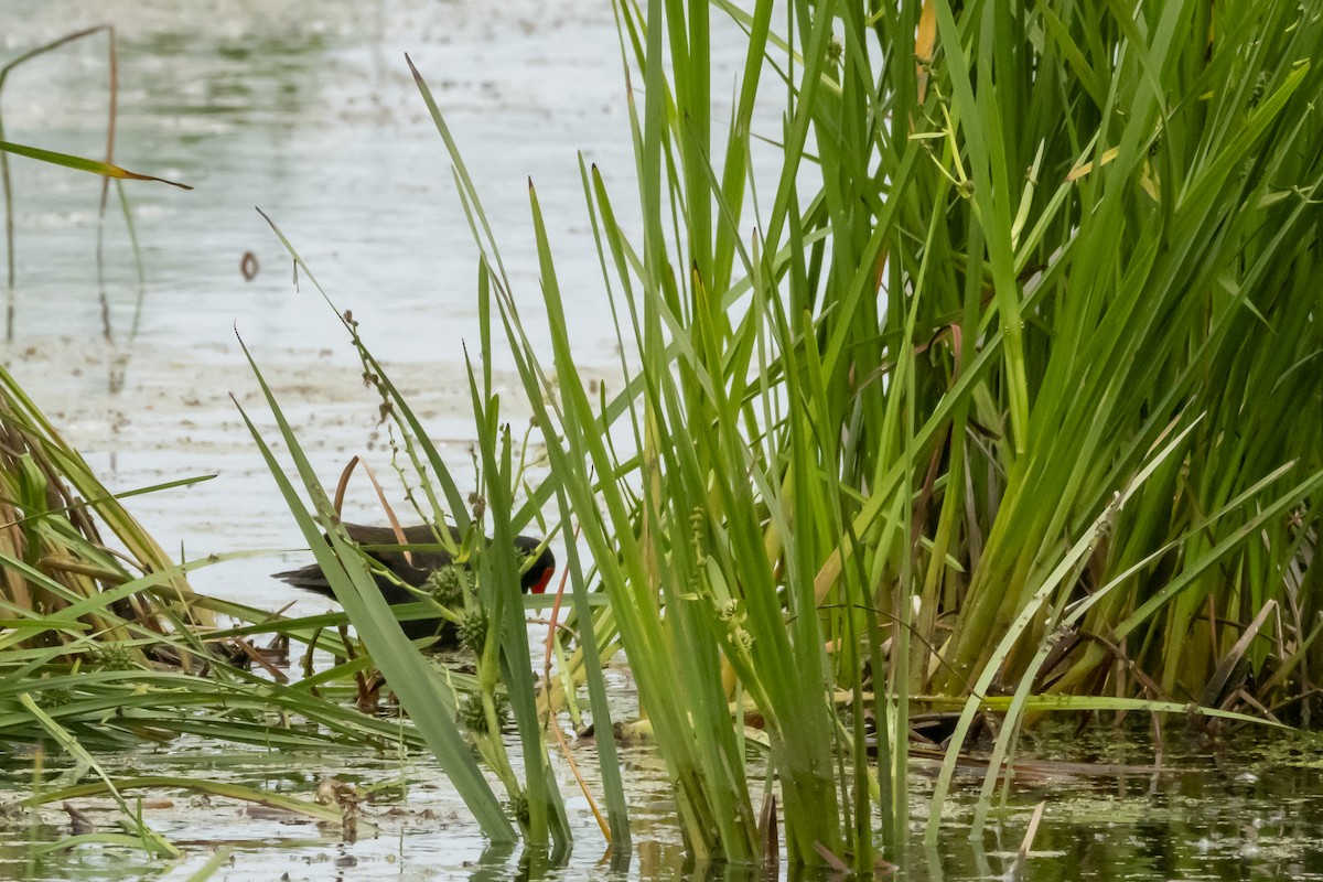 Common Gallinule - Rosie Lynn