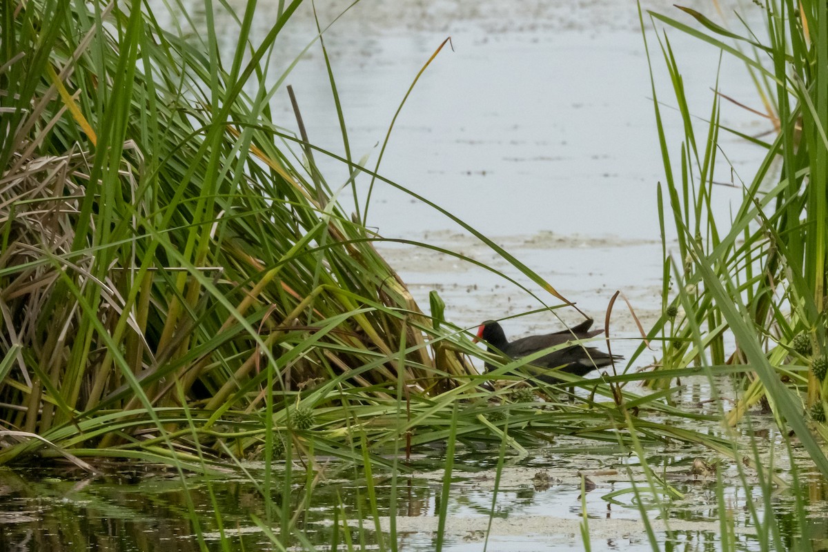 Common Gallinule - ML620601680