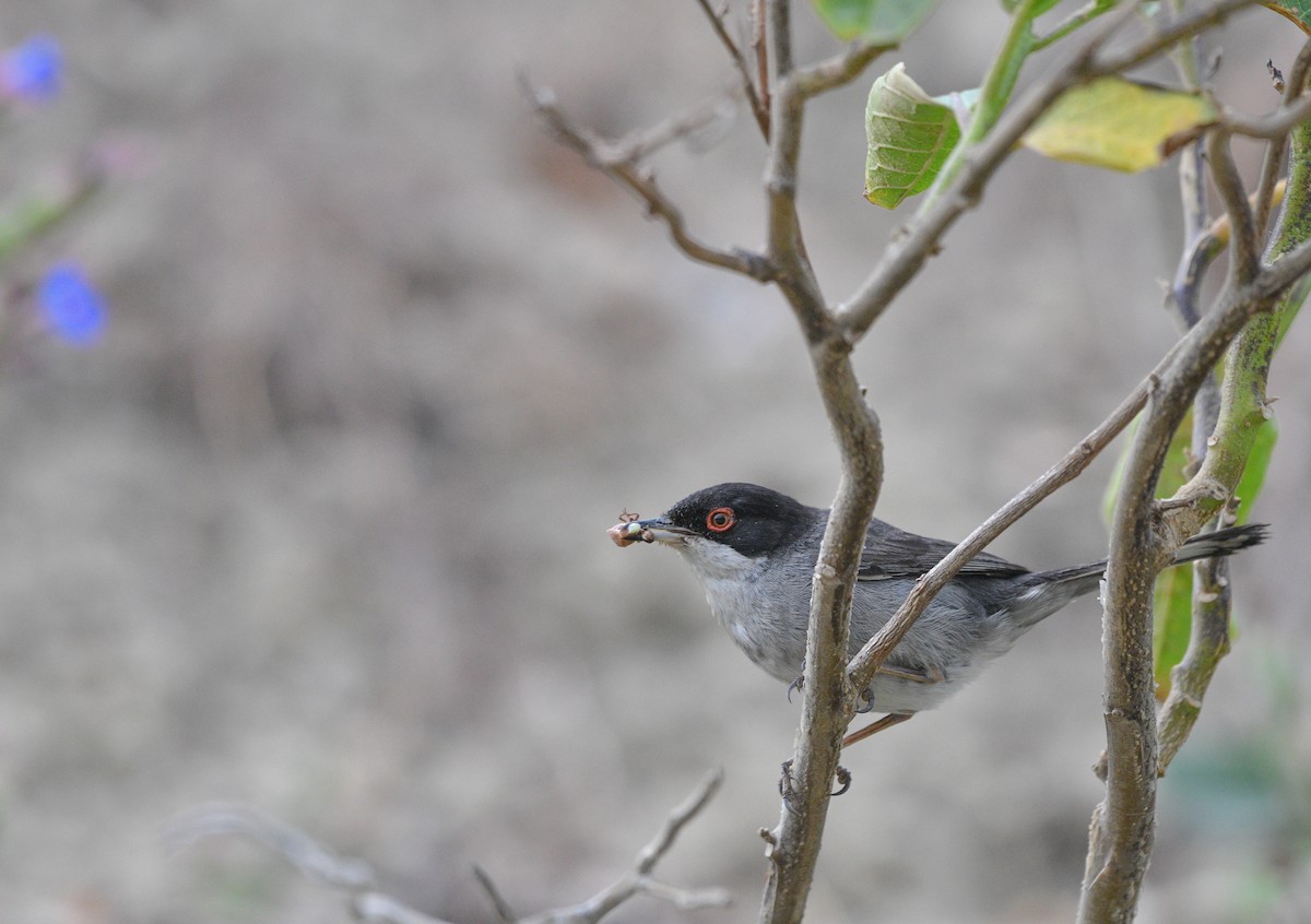 Sardinian Warbler - ML620601687