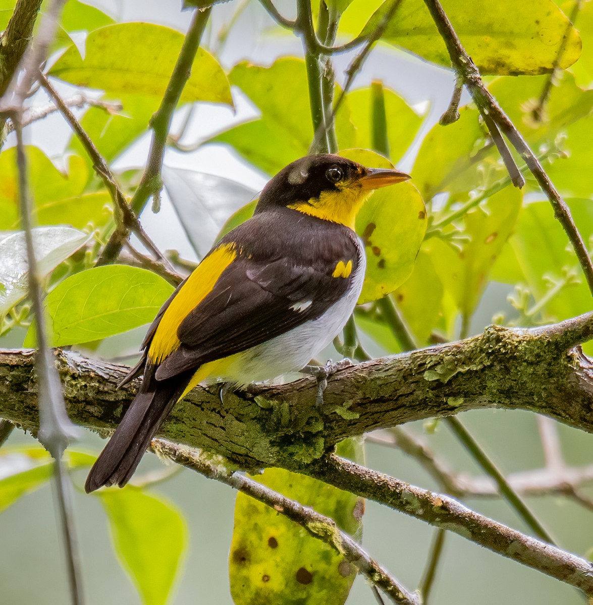 Yellow-backed Tanager - ML620601691