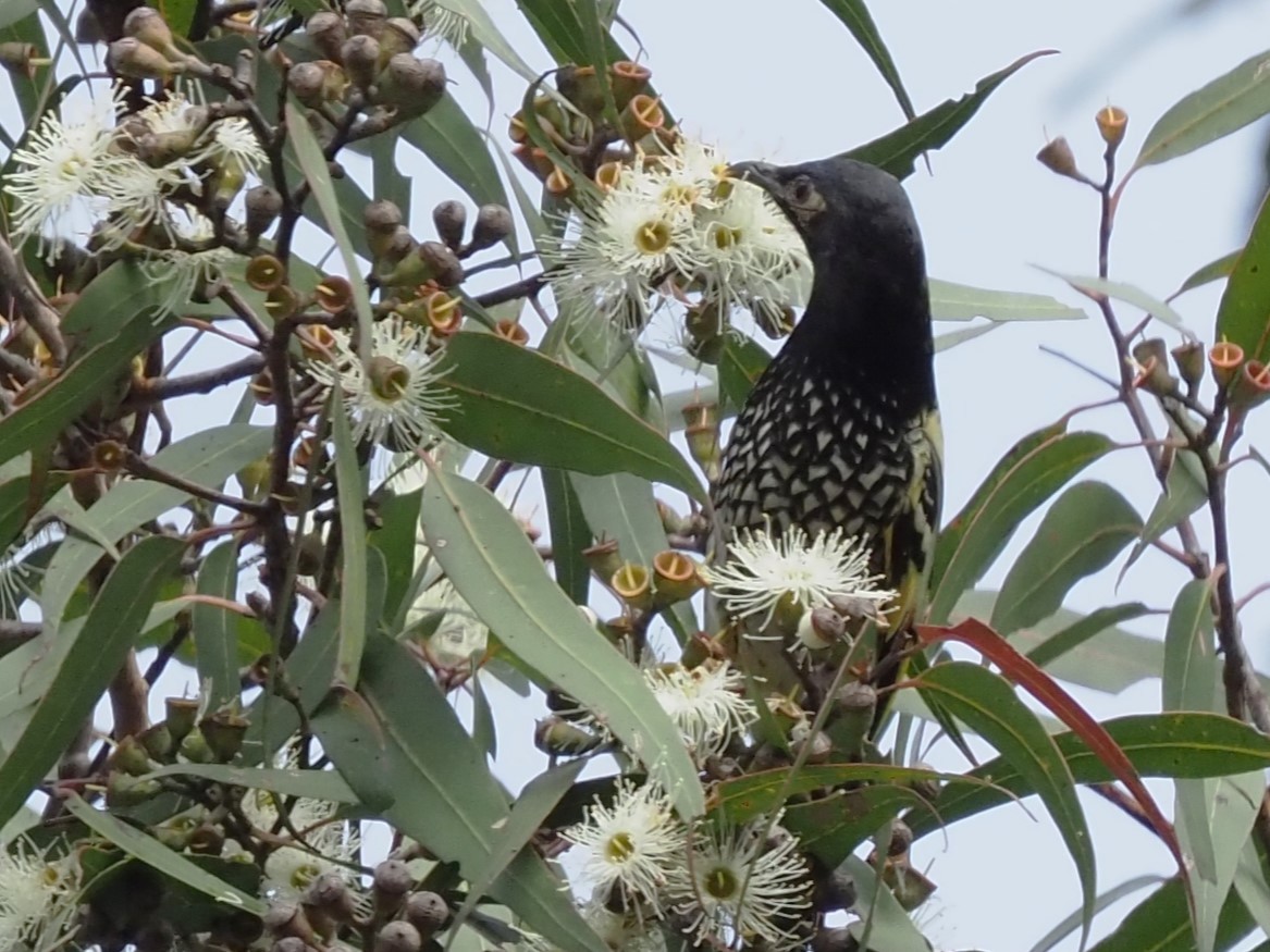 Regent Honeyeater - ML620601694