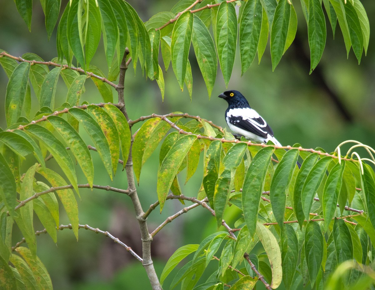 Magpie Tanager - ML620601695