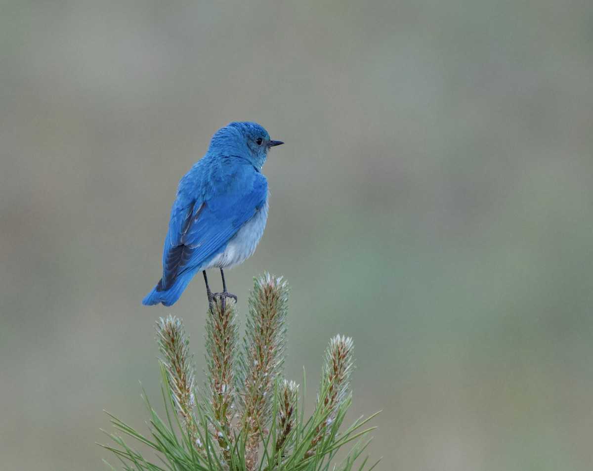 Mountain Bluebird - ML620601696