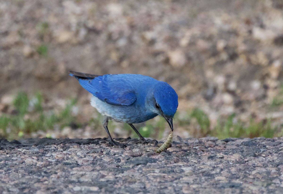 Mountain Bluebird - ML620601698