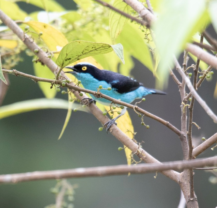 Black-faced Dacnis - ML620601699