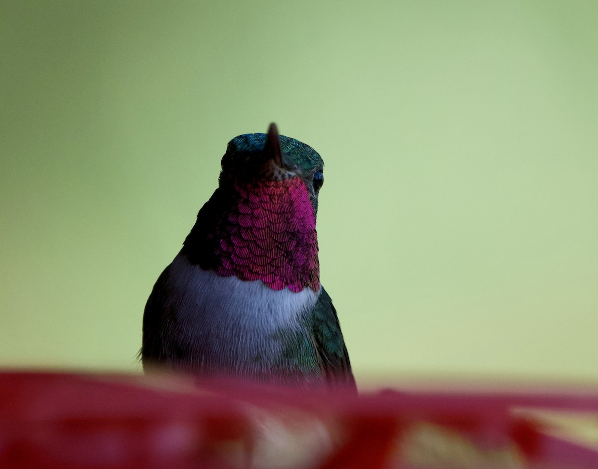 Broad-tailed Hummingbird - ML620601700