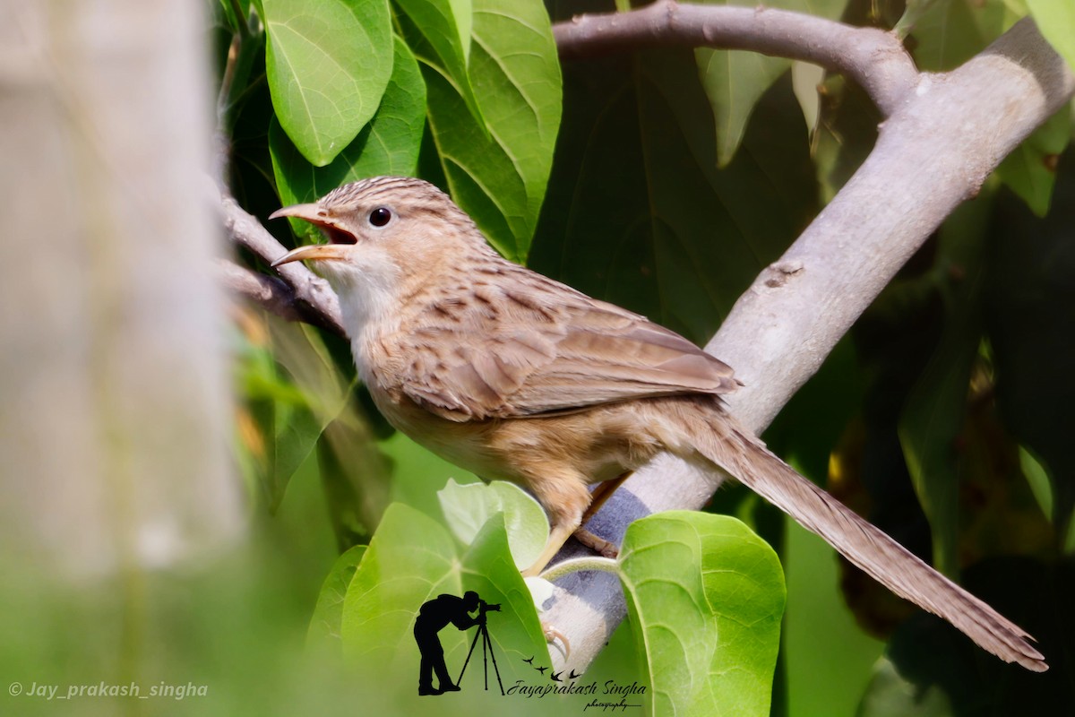 Common Babbler - ML620601701