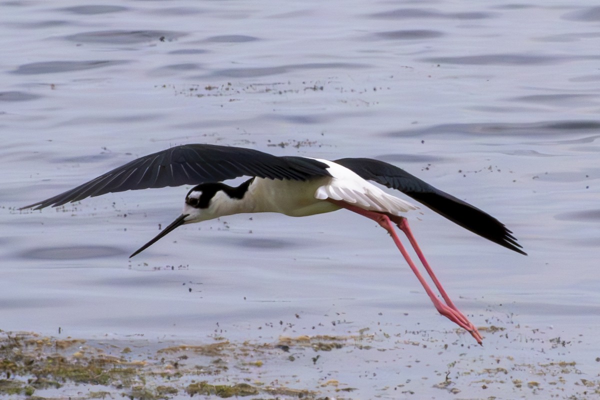 Black-necked Stilt - ML620601704