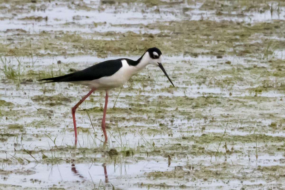 Black-necked Stilt - ML620601705