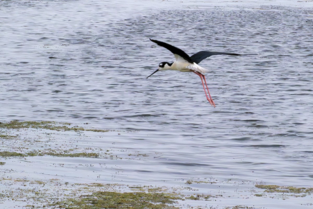 Black-necked Stilt - ML620601706