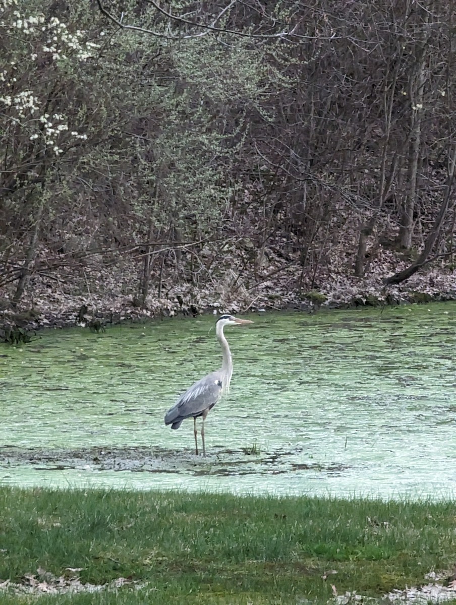 Great Blue Heron - ML620601708