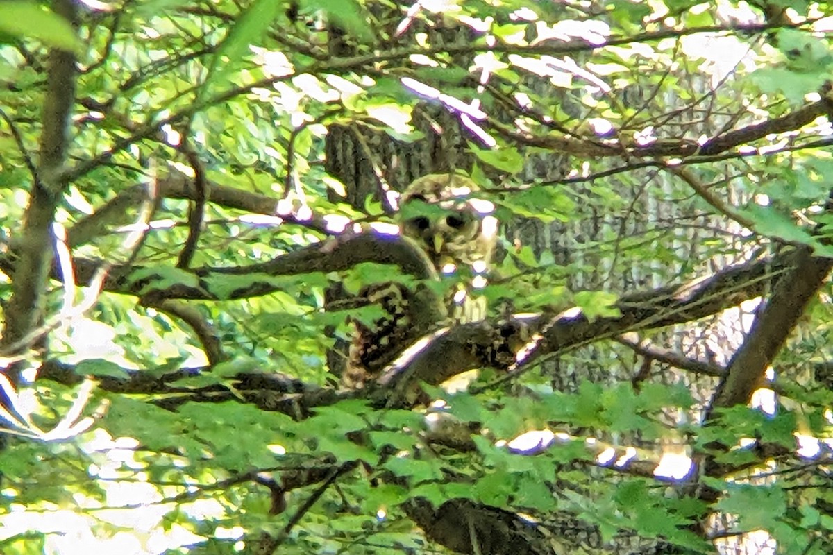 Barred Owl - Evan Powers