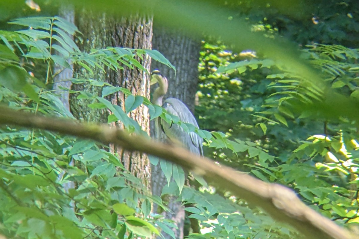 Great Blue Heron - ML620601712