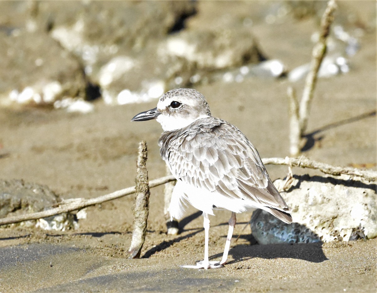 Semipalmated Plover - Jerry Davis