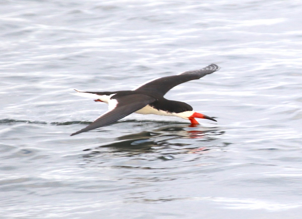 Black Skimmer - ML620601714