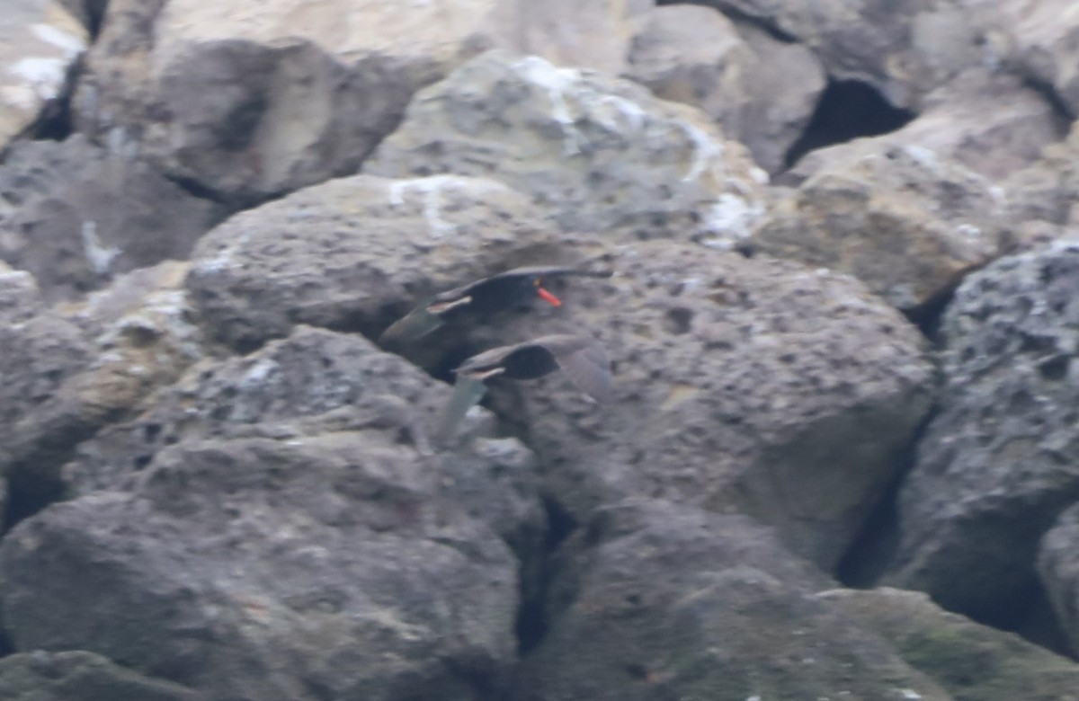 Black Oystercatcher - ML620601715