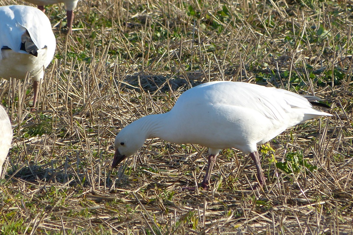 Ross's Goose - ML620601716