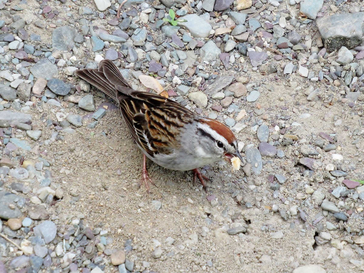 Chipping Sparrow - ML620601717