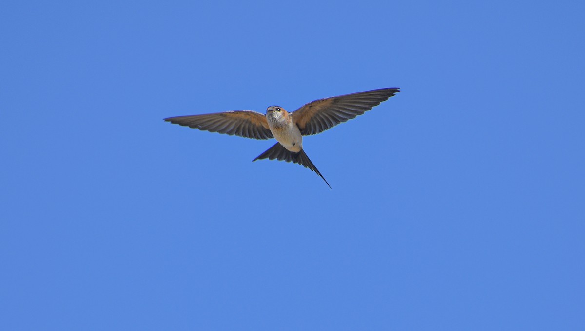 Red-rumped Swallow - ML620601720