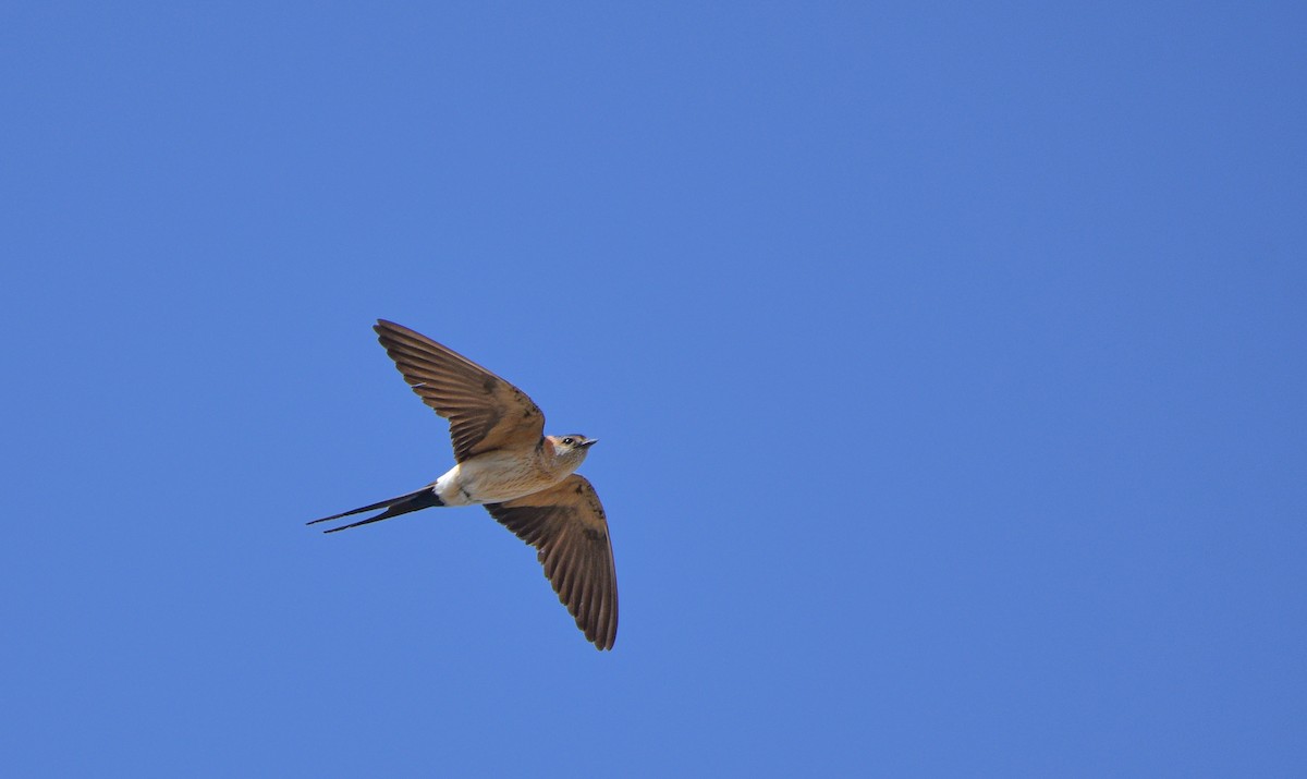 Red-rumped Swallow - ML620601721