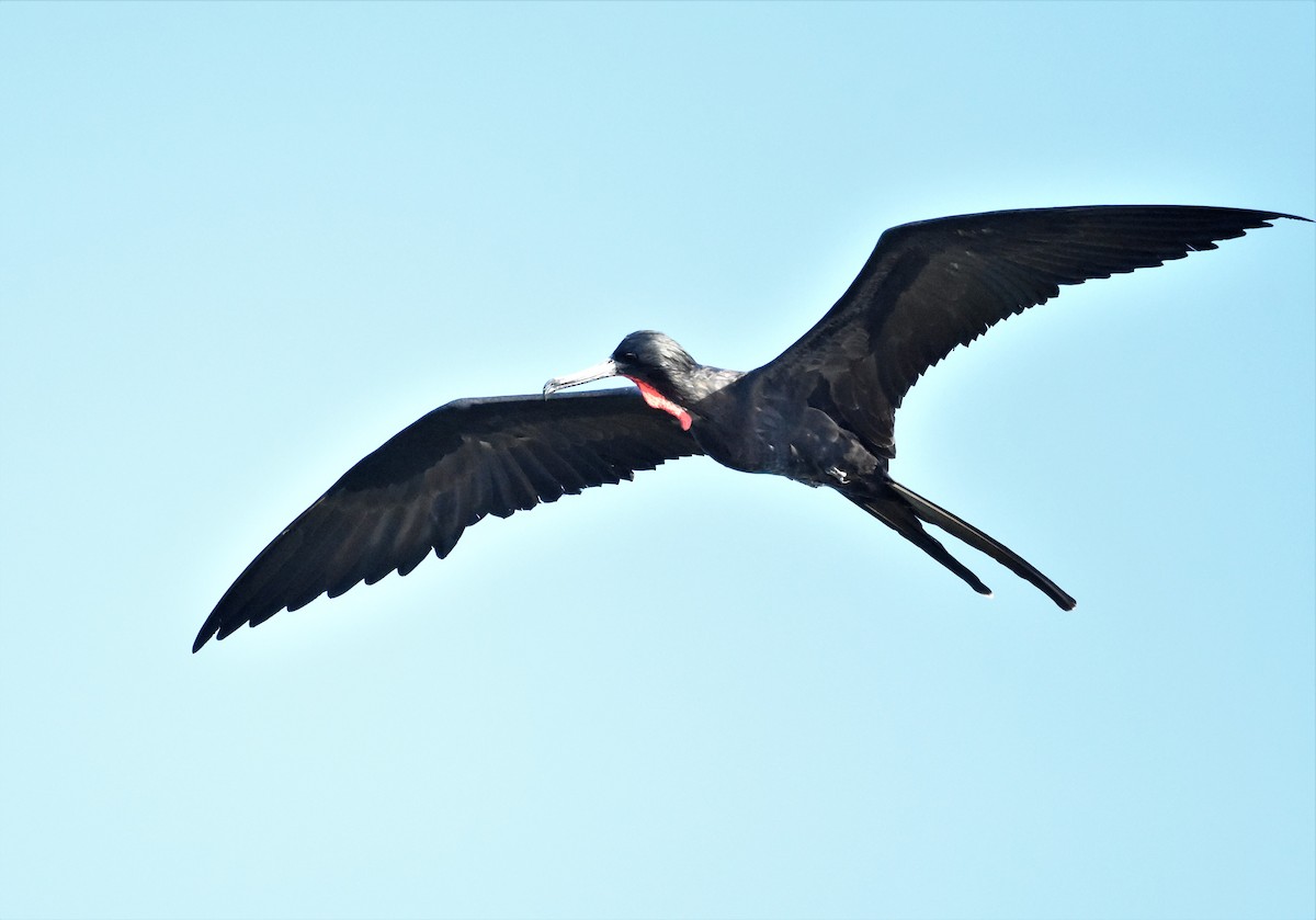 Magnificent Frigatebird - ML620601722