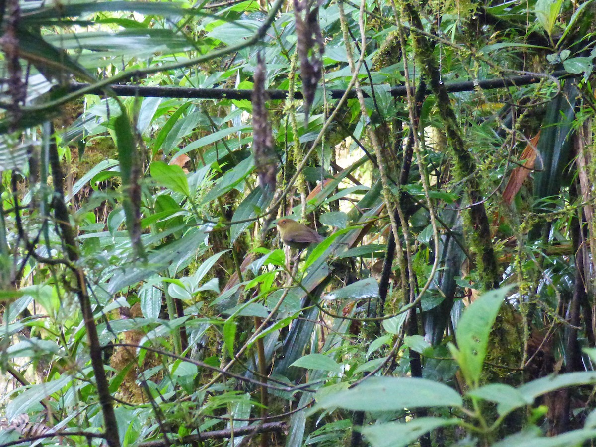 Hazel-fronted Pygmy-Tyrant - ML620601725