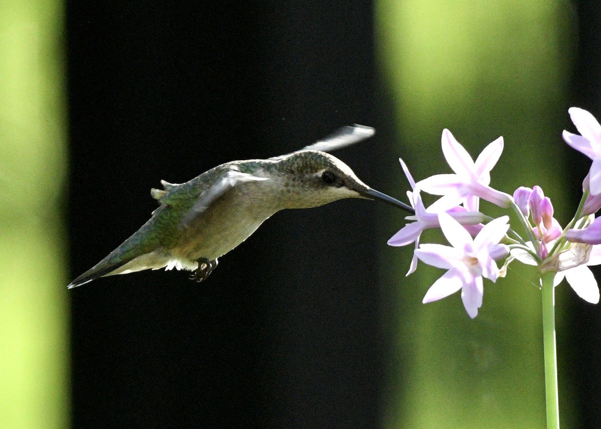 Ruby-throated Hummingbird - ML620601726