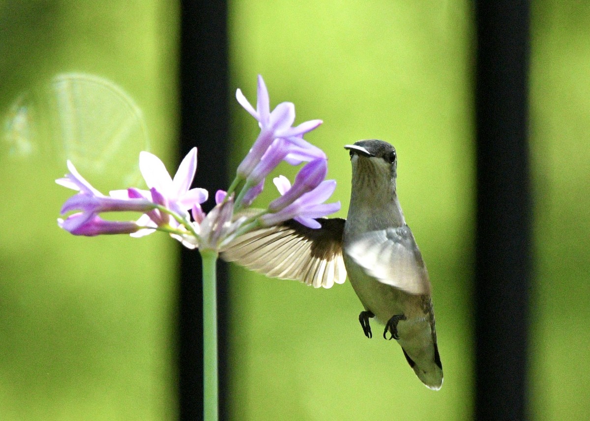 Ruby-throated Hummingbird - ML620601727