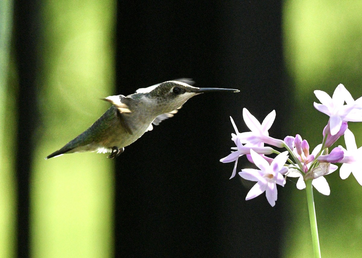 Yakut Boğazlı Kolibri - ML620601728