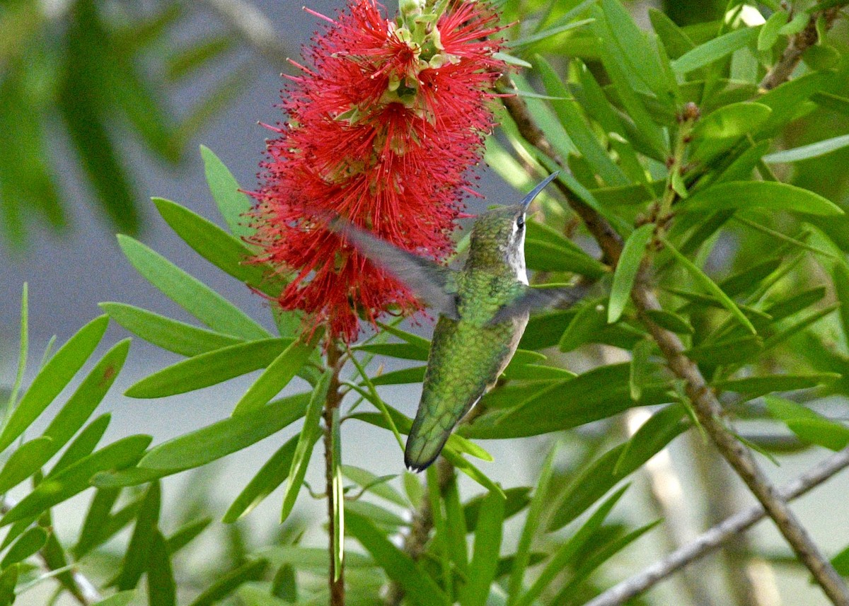 Ruby-throated Hummingbird - ML620601730