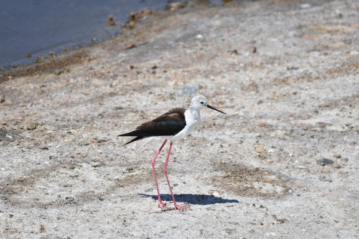 Black-winged Stilt - ML620601731