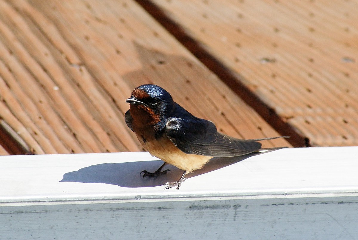 Barn Swallow - ML620601733