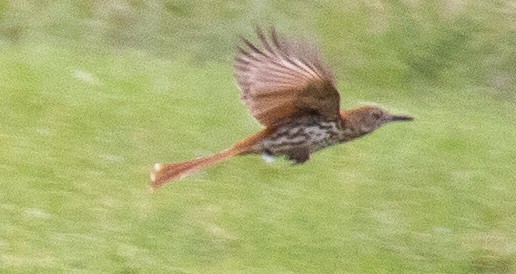 Brown Thrasher - ML620601735