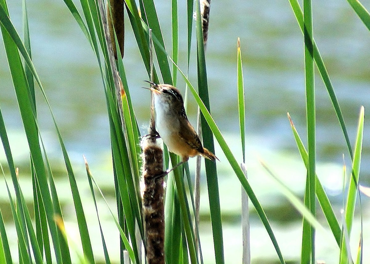 Marsh Wren - ML620601736