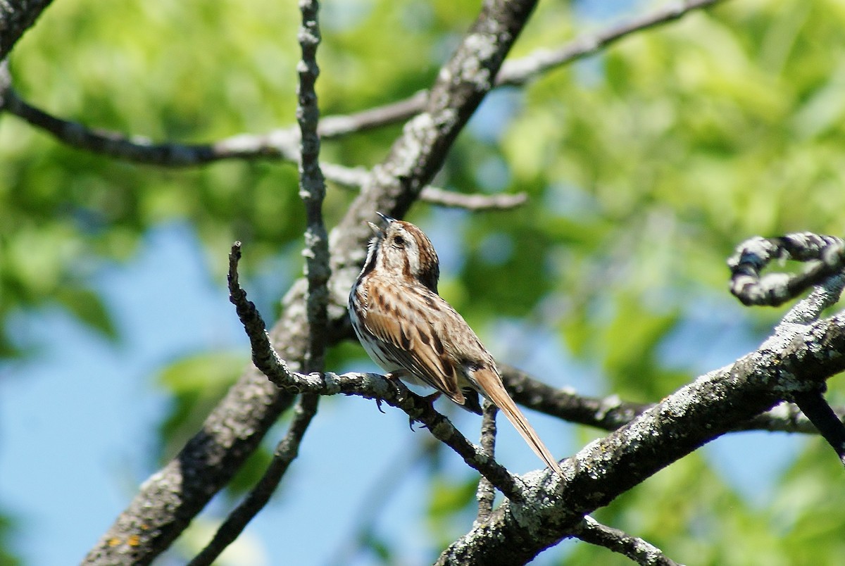 Song Sparrow - ML620601738