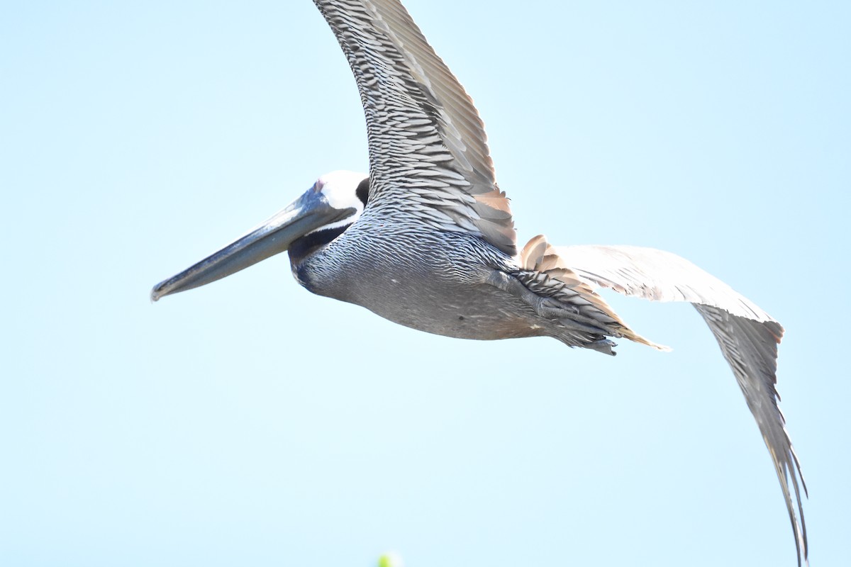 Brown Pelican - ML620601742