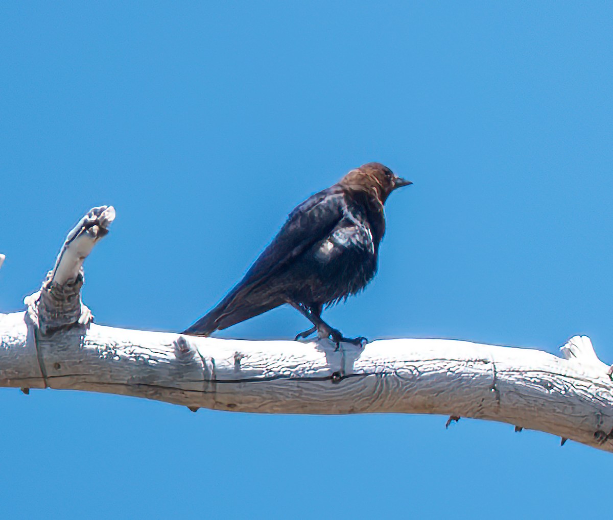 Brown-headed Cowbird - ML620601743