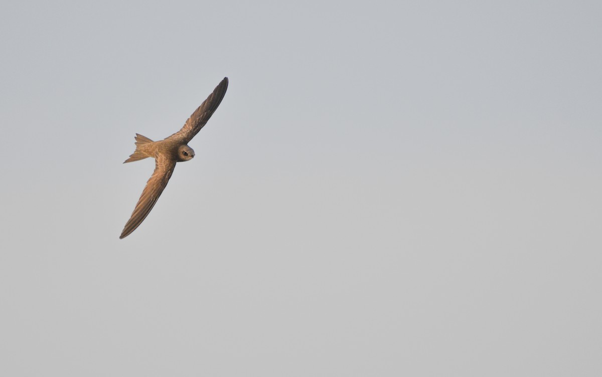 Pallid Swift - ML620601746