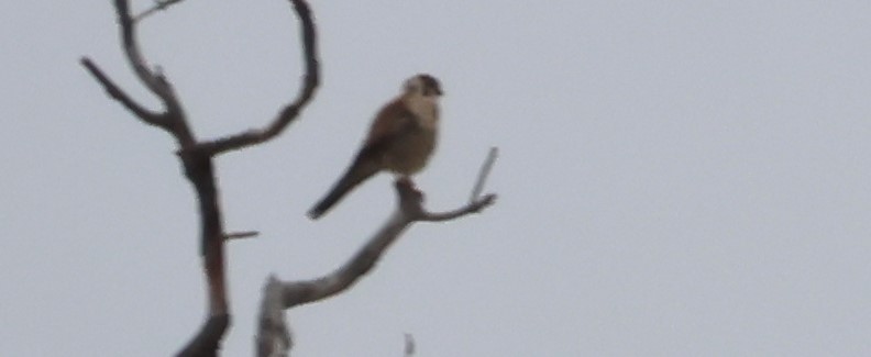 American Kestrel - ML620601748