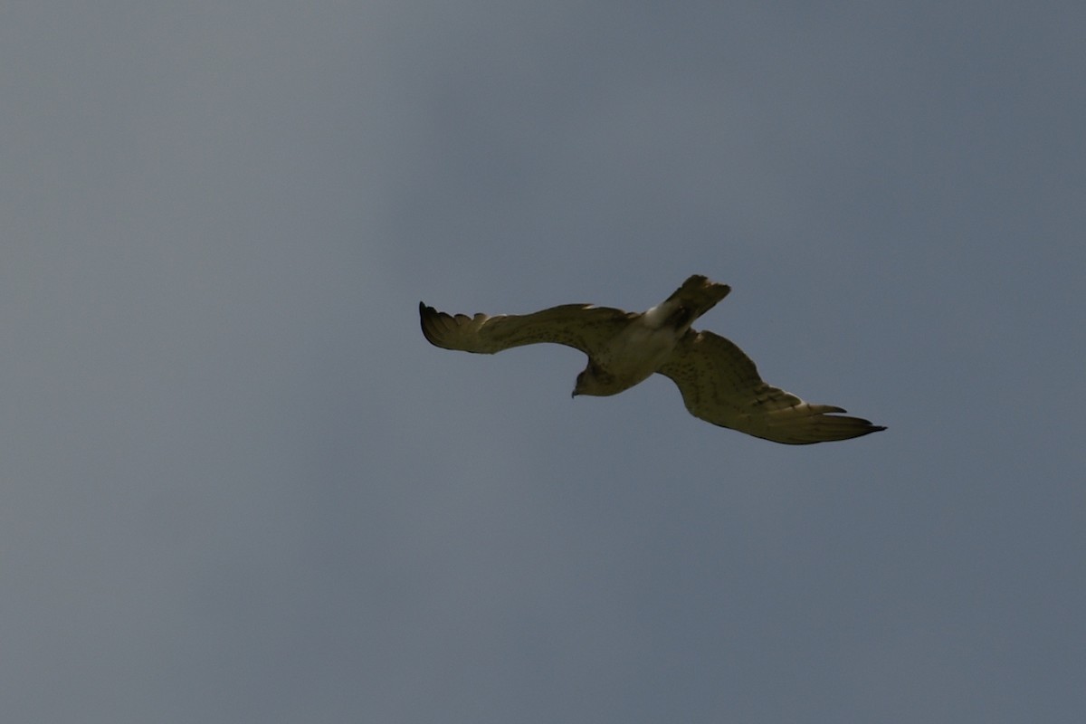 Short-toed Snake-Eagle - Marek Palička