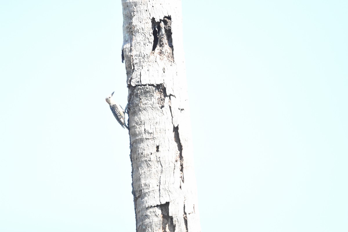 Hoffmann's Woodpecker - ML620601757