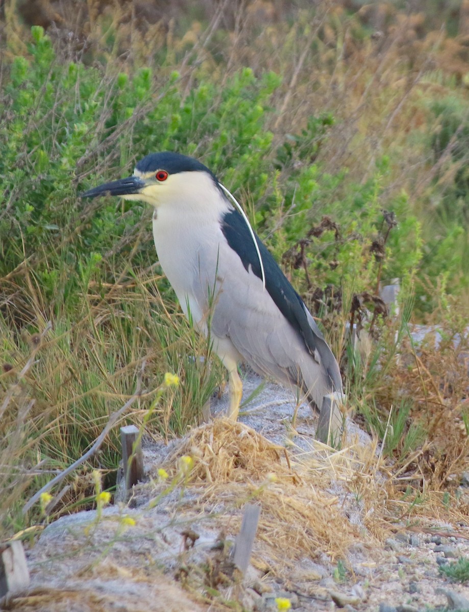 Black-crowned Night Heron - ML620601758