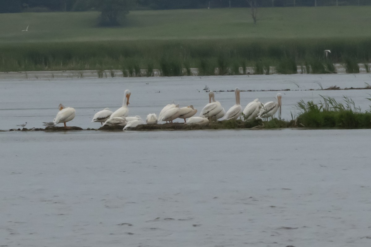 American White Pelican - ML620601761