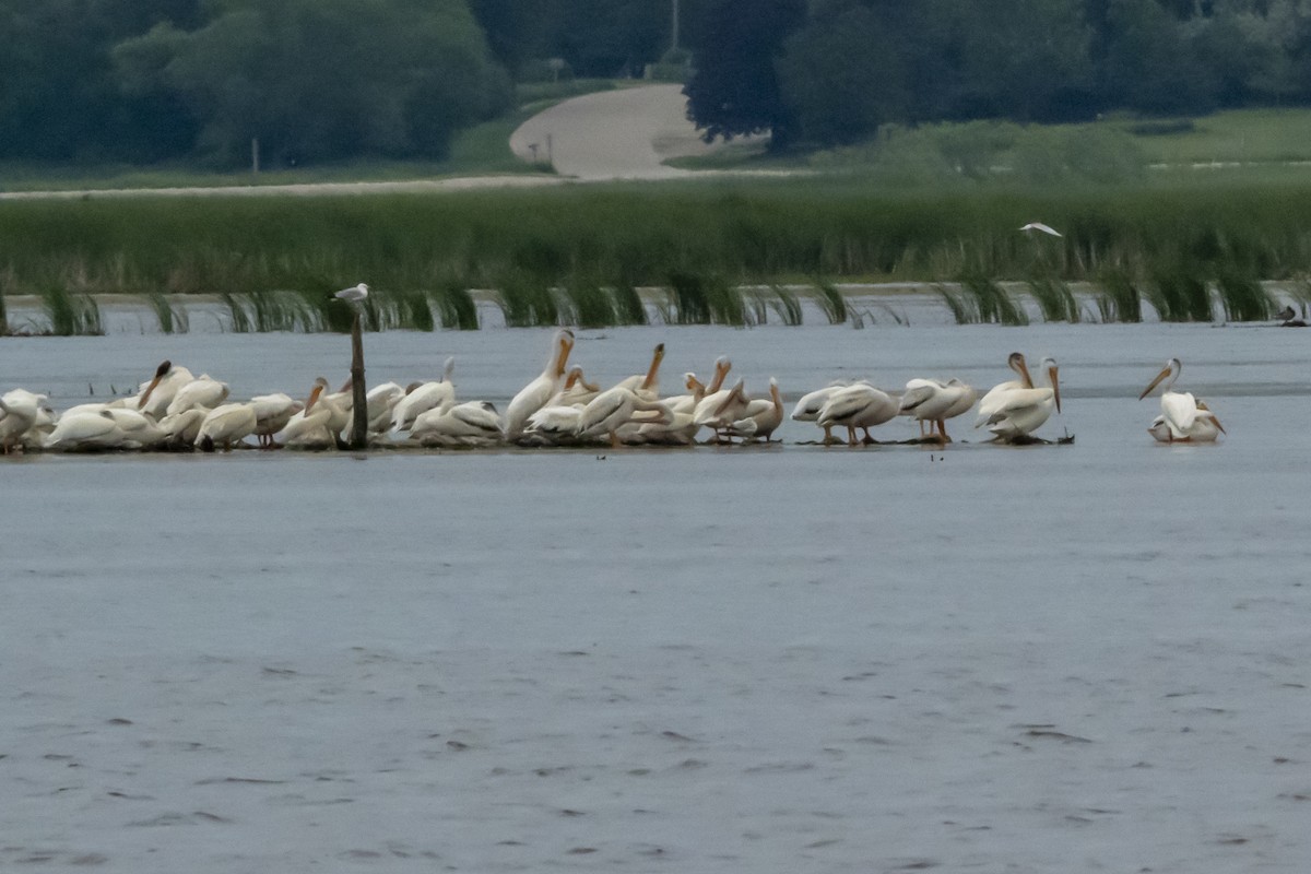 American White Pelican - ML620601762