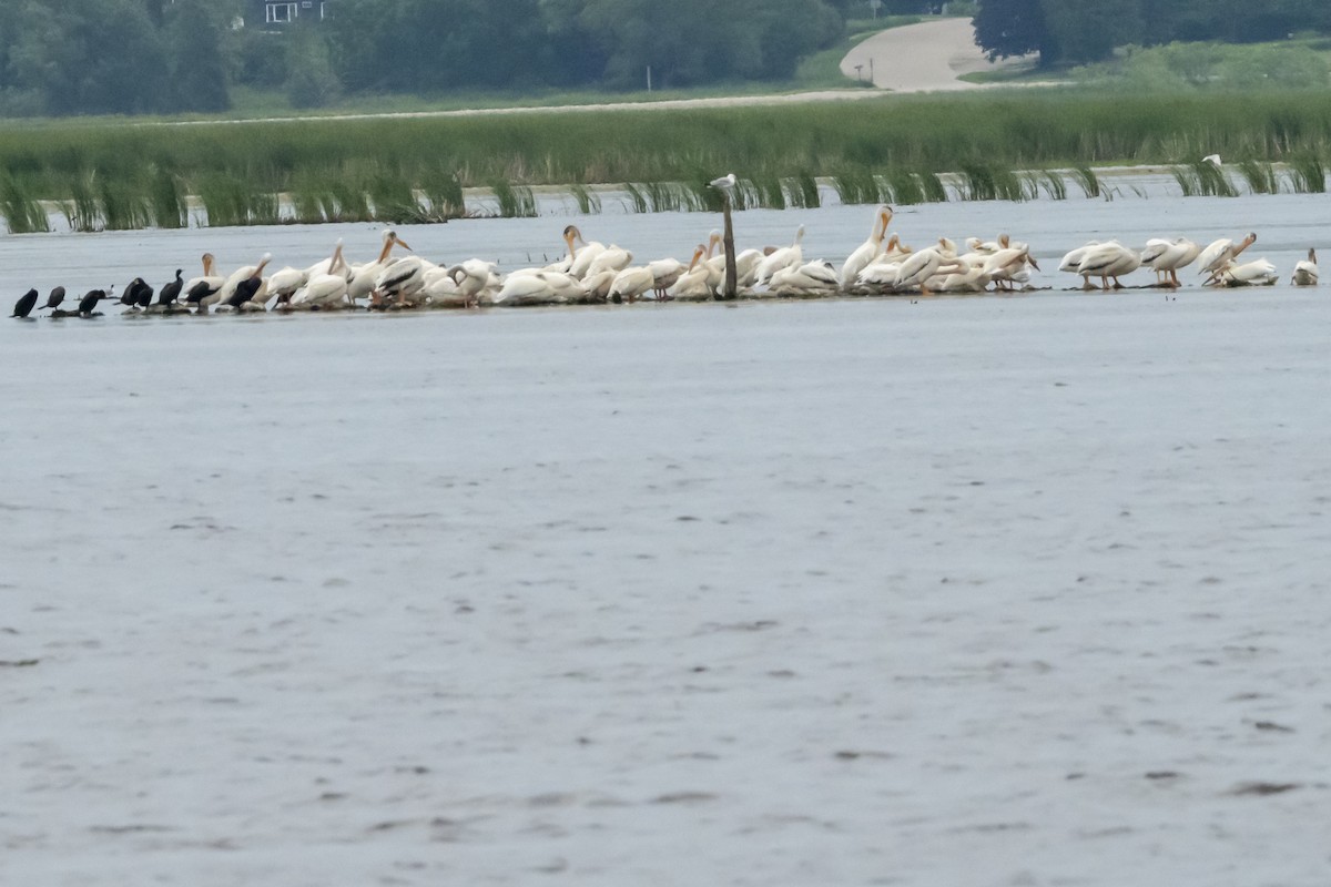 American White Pelican - Rosie Lynn