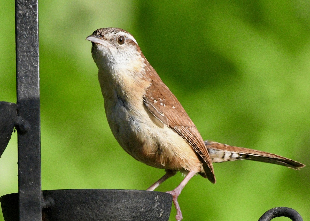 Carolina Wren - ML620601766