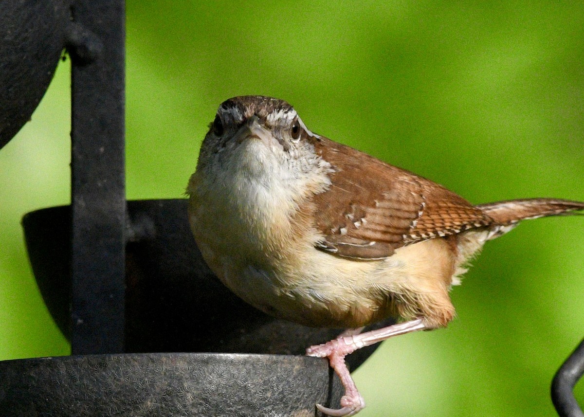 Carolina Wren - ML620601767